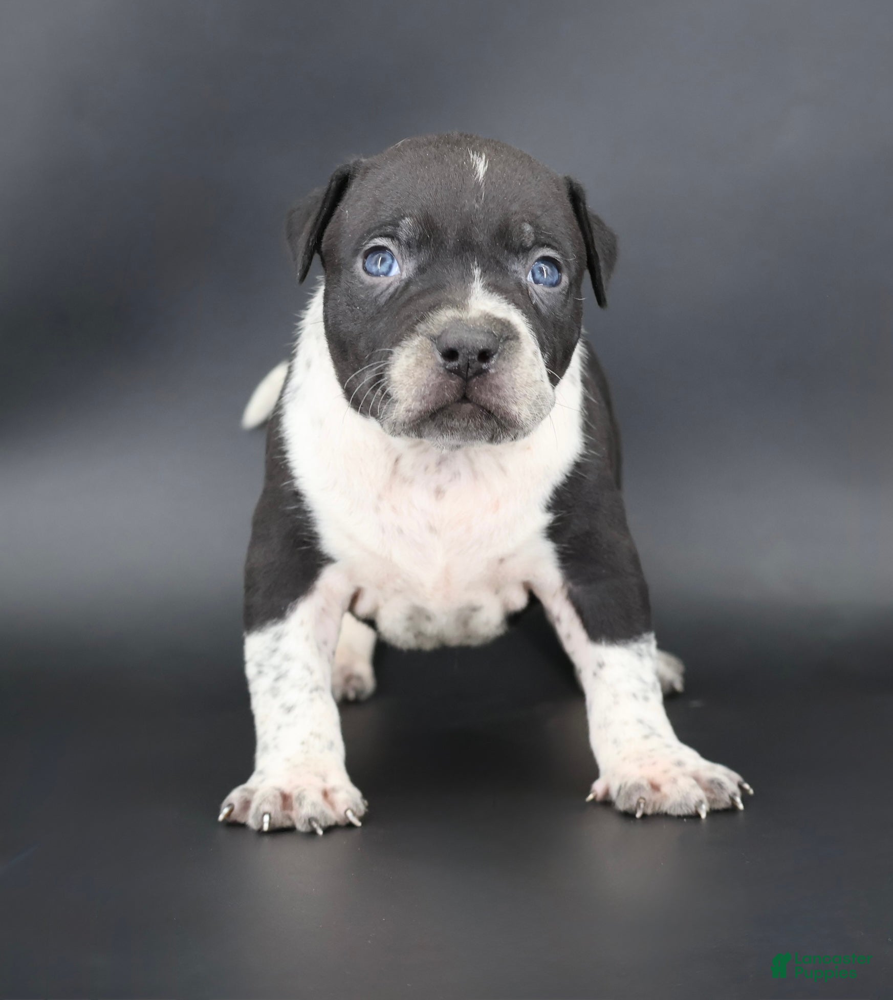American Bully dogs Clover - Ad 1