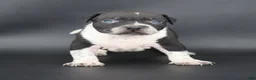 American Bully dogs for sale: Clover - Ad 1