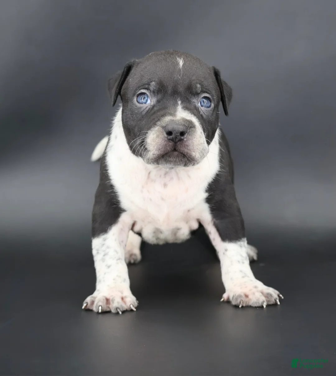 American Bully dogs for sale: Clover - Ad 1