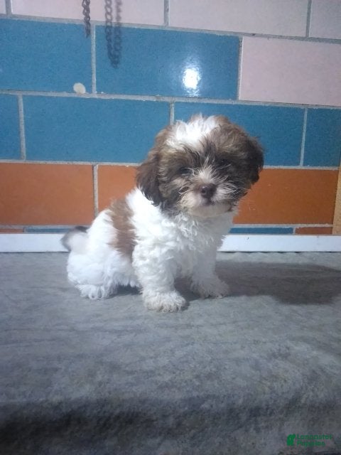 Sally
