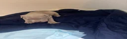 Mixed Breed dogs for sale: One paw - Ad 5