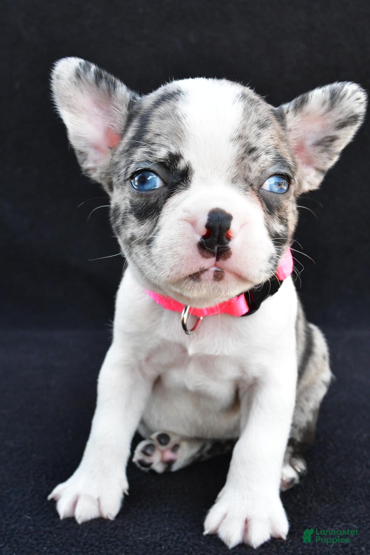 Mixed Breed dogs Bridget - Ad 2