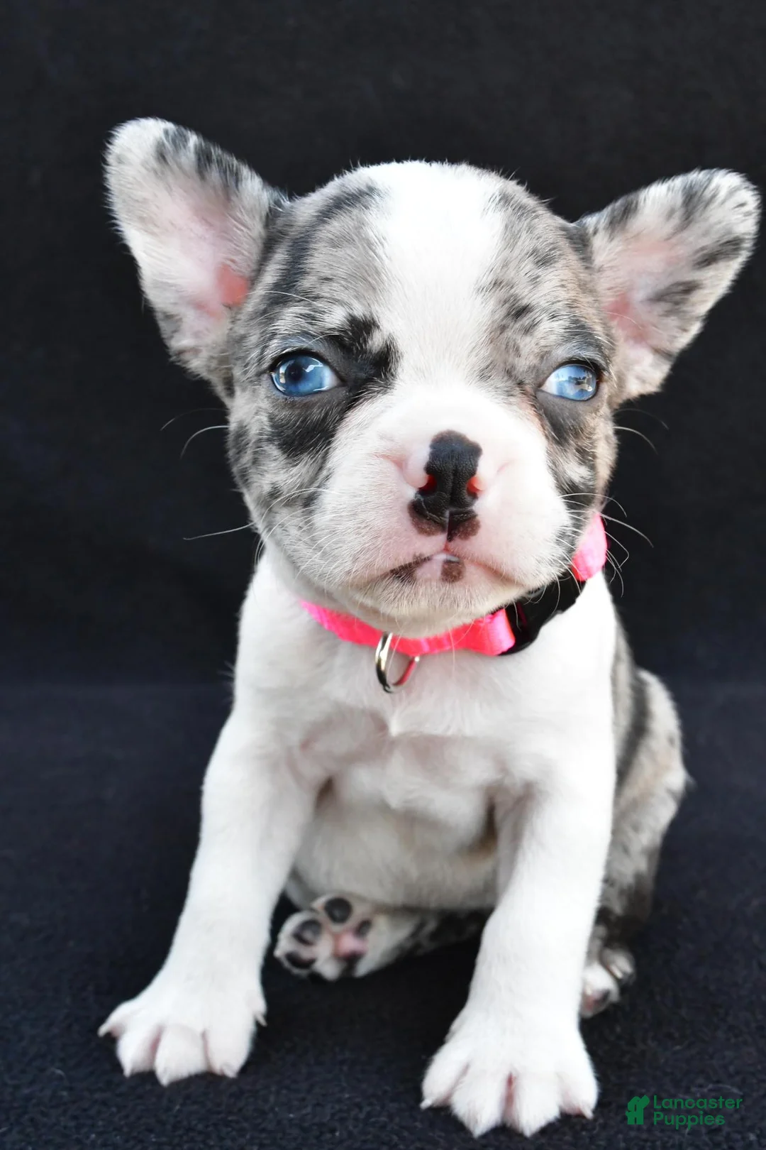Mixed Breed dogs for sale: Bridget - Ad 2