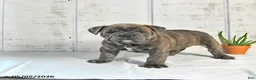 English Bulldog dogs for sale: Penny - Ad 4