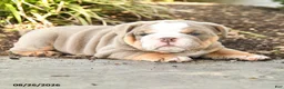 English Bulldog dogs for sale: Samson - Ad 3
