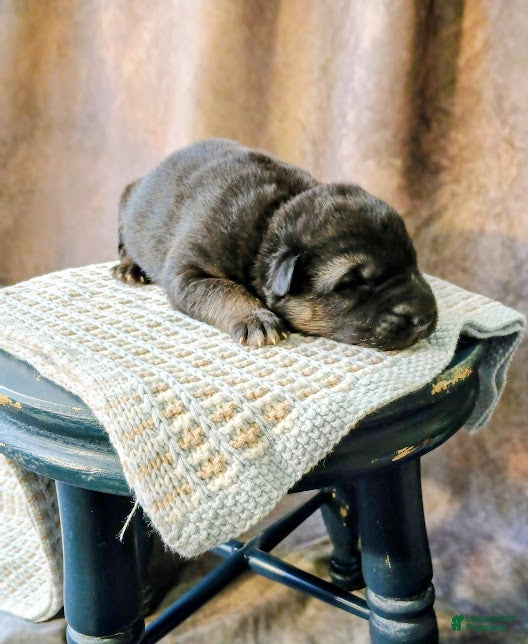 German Shepherd dogs Ryder - Ad 5