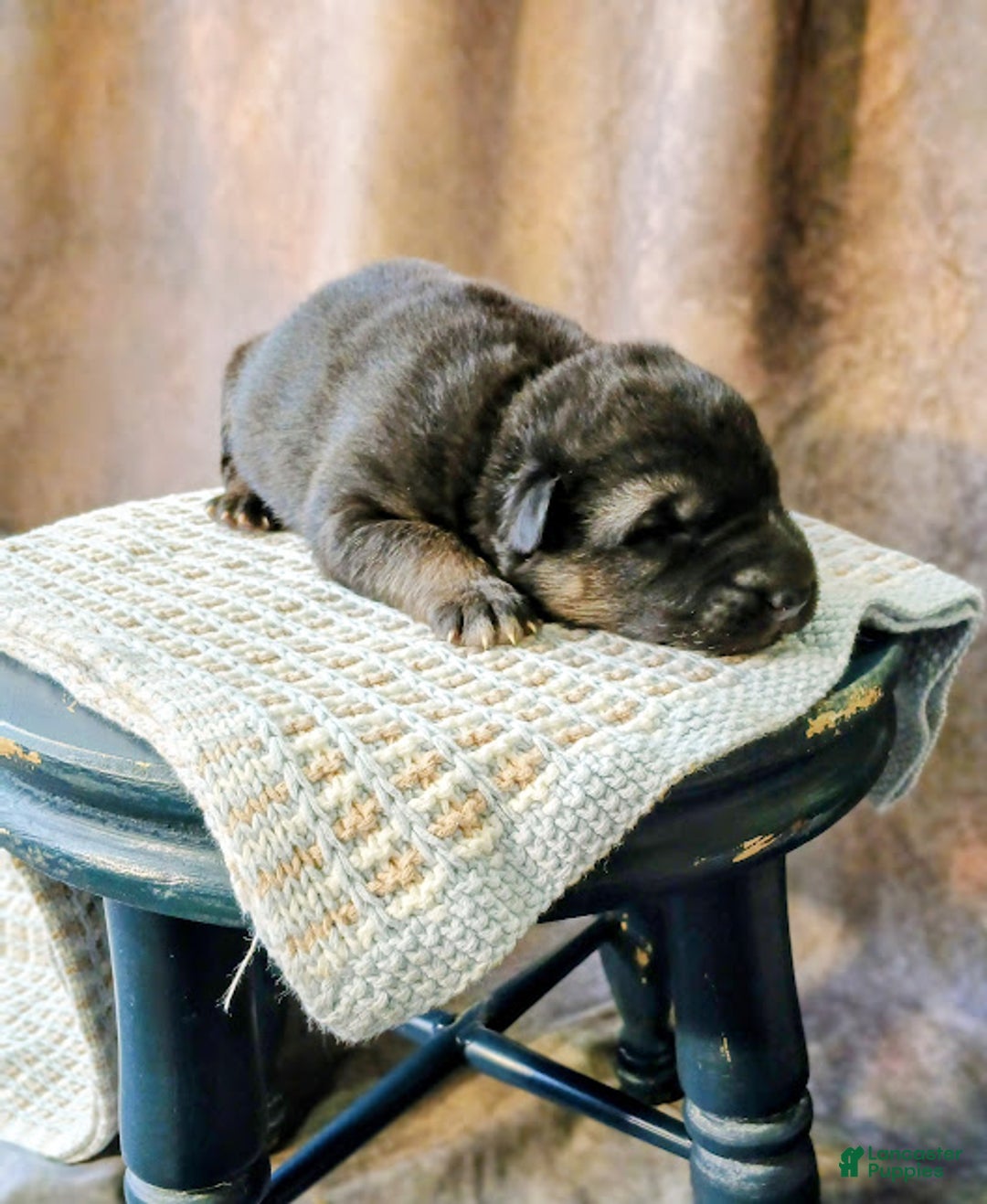 German Shepherd dogs for sale: Ryder - Ad 1