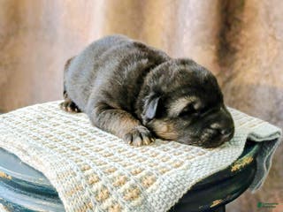 German Shepherd dogs Ryder - Ad 5