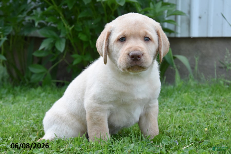 Labrador Retriever dogs Moser - Ad 2