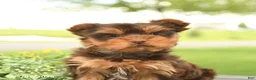 Yorkshire Terrier dogs for sale: Lily - Ad 5