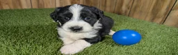 Mini Aussiedoodle dogs for sale: Sunset Girl 2 - Ad 15