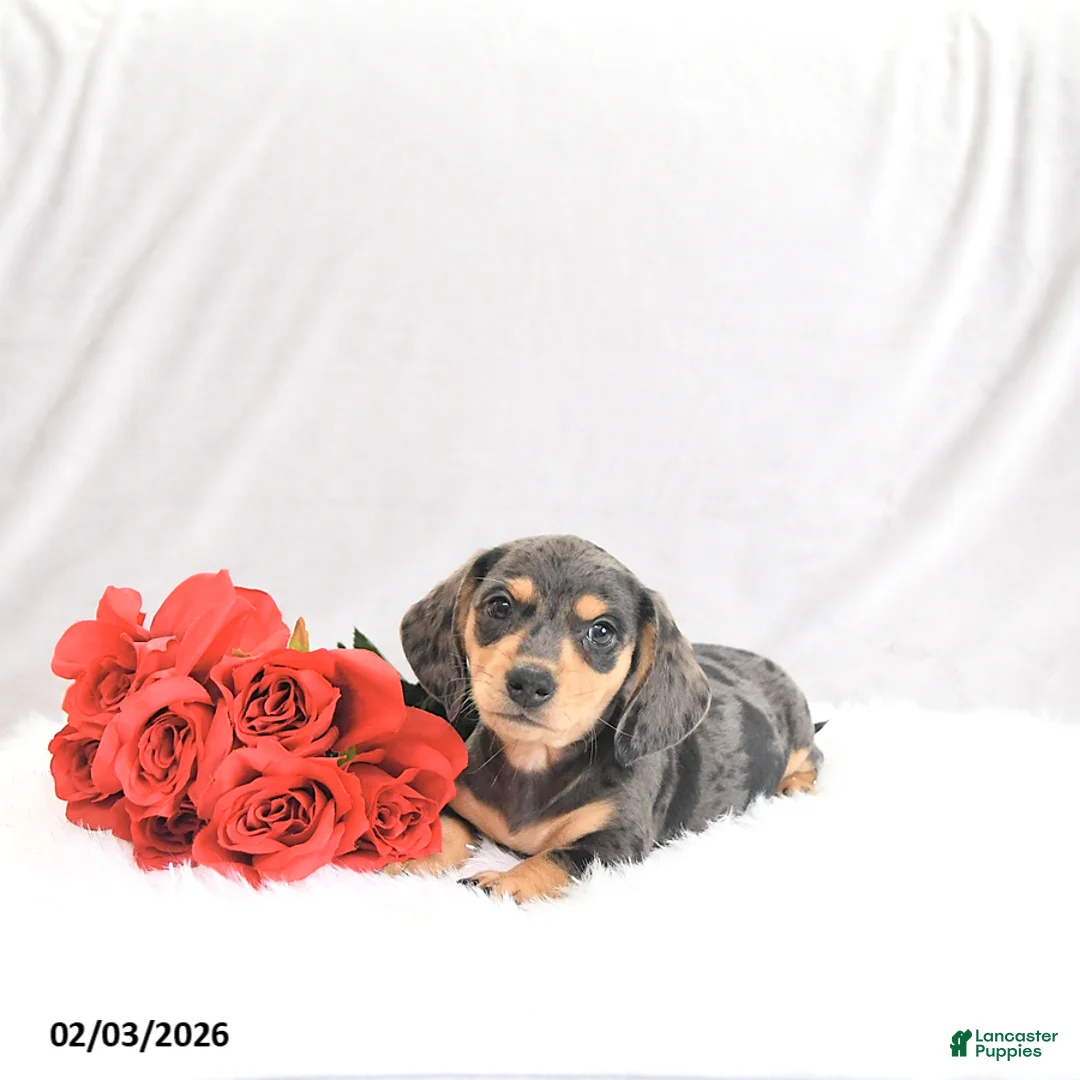 Miniature Dachshund dogs for sale: Pilot - Ad 4