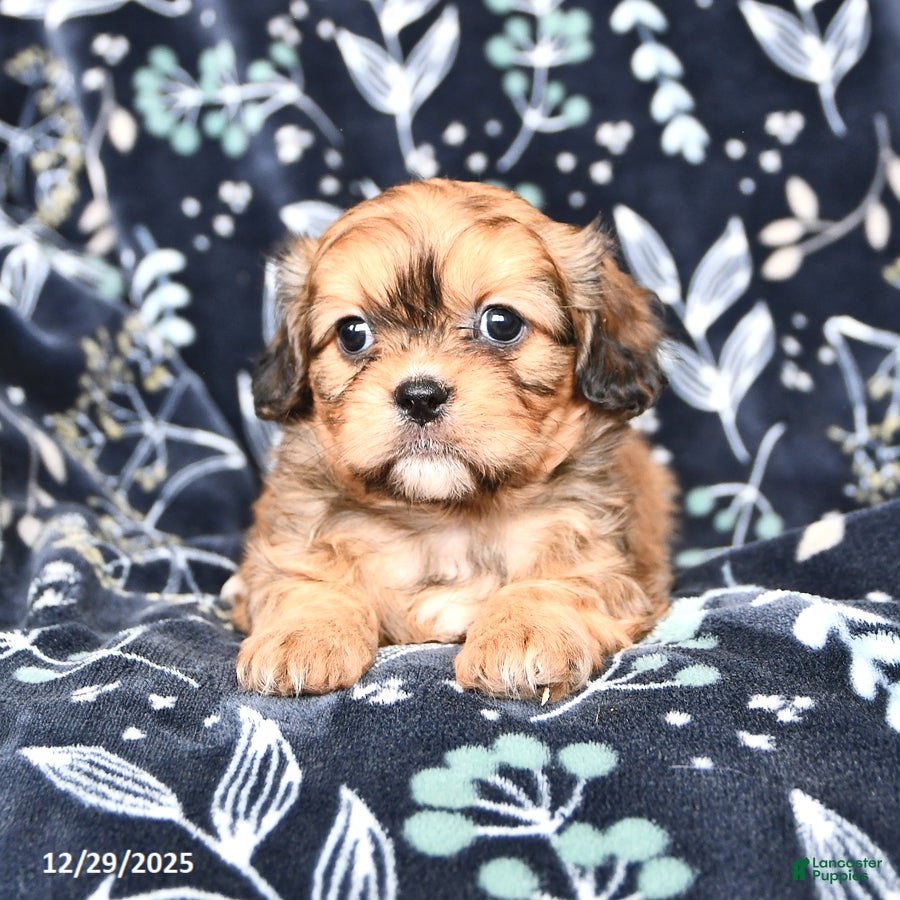 Mixed Breed dogs Bailey - Ad 37