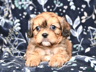 Mixed Breed dogs Bailey - Ad 40