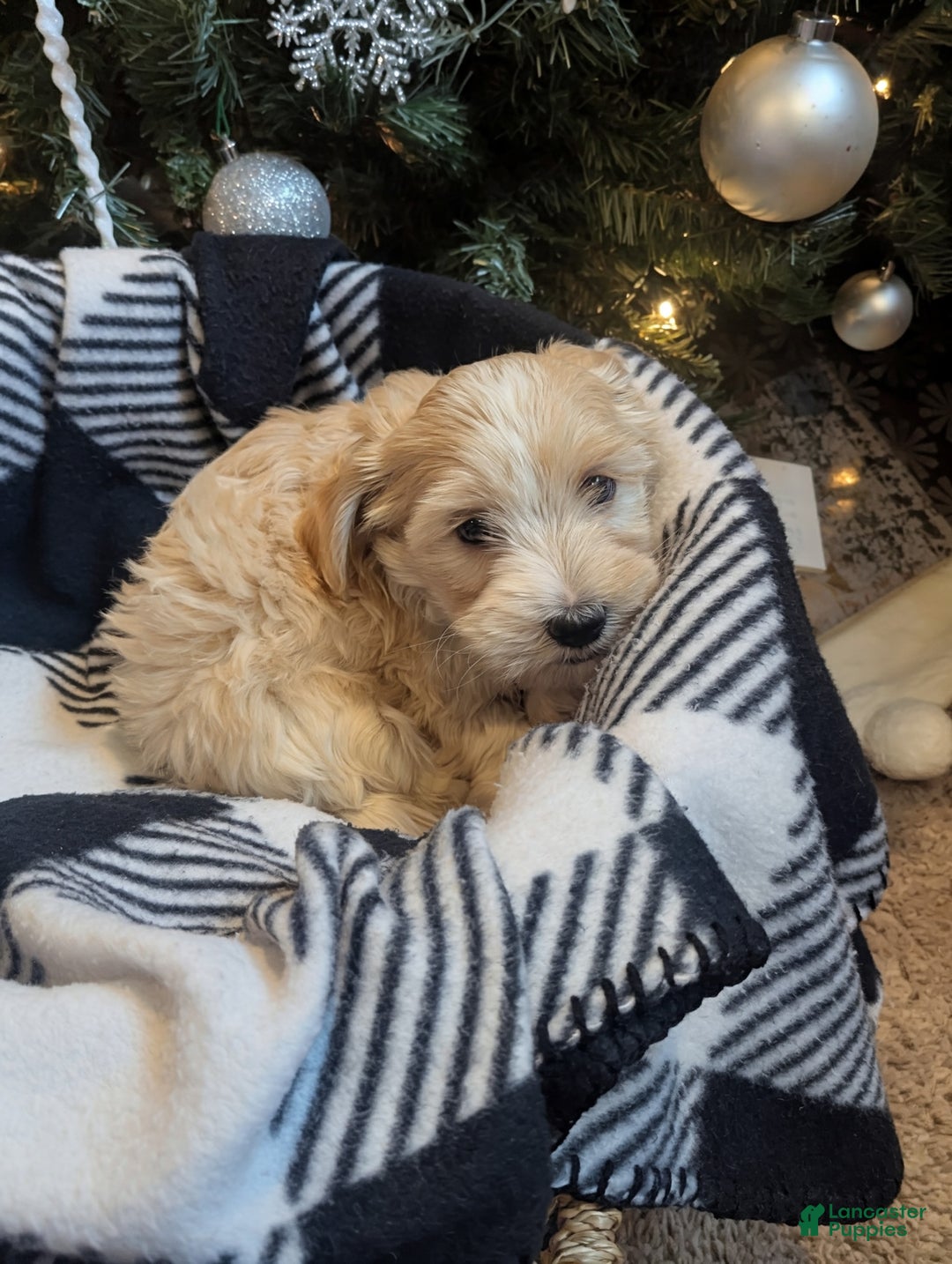 Mixed Breed dogs for sale: Rocket - Ad 4