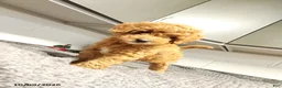 Mini Goldendoodle dogs for sale: Bear - Ad 4
