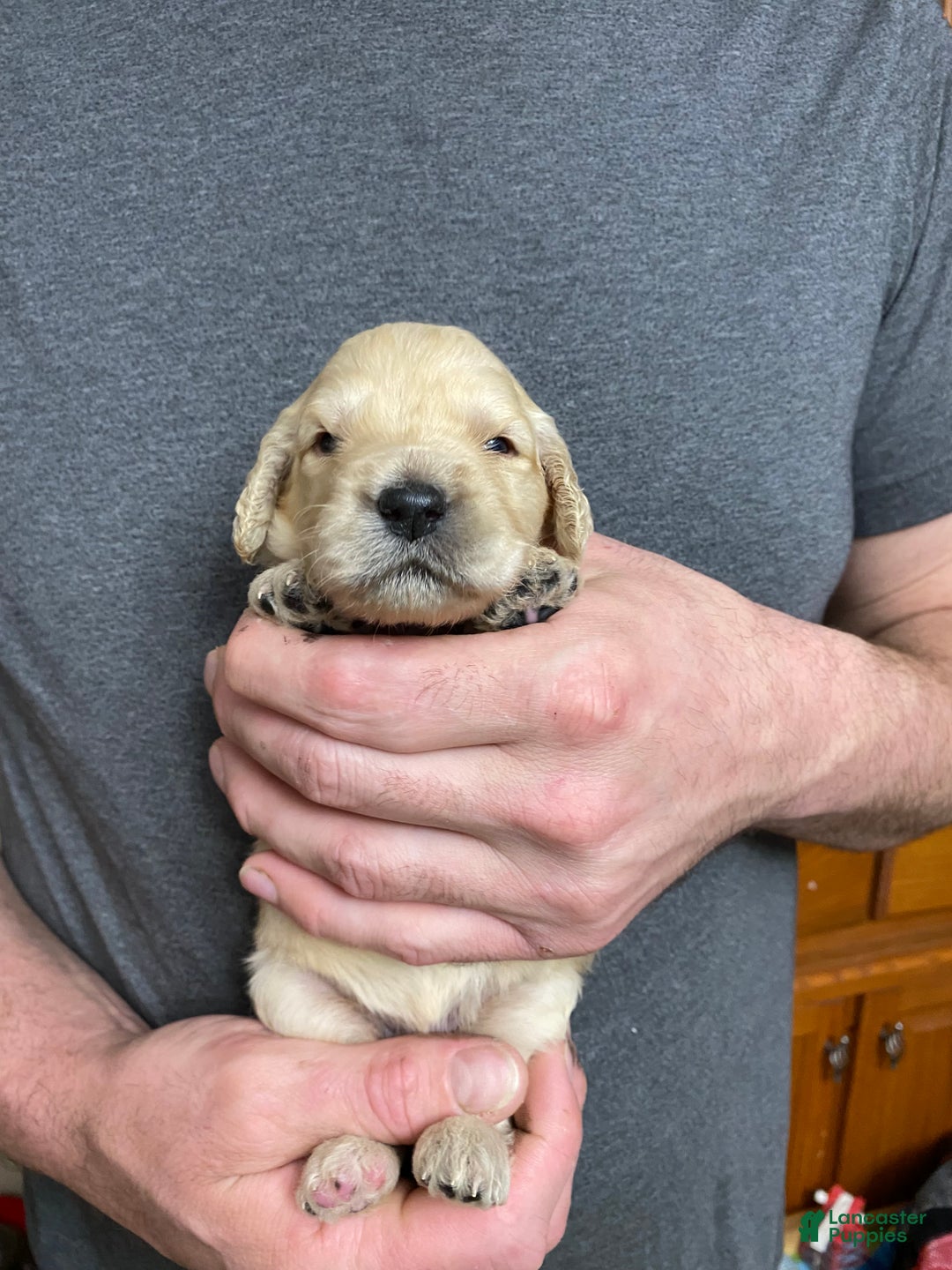 Goldendoodle dogs for sale: Goldendoodle Puppy 9 - Ad 2