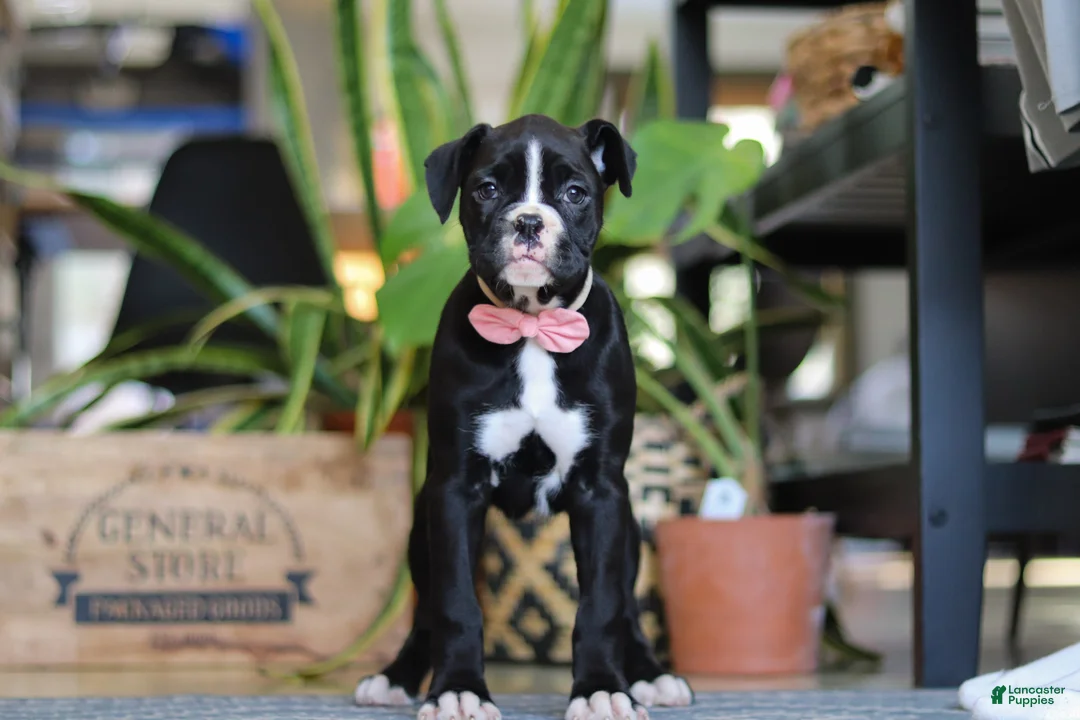 Boxer dogs for sale: Sammy - Ad 2