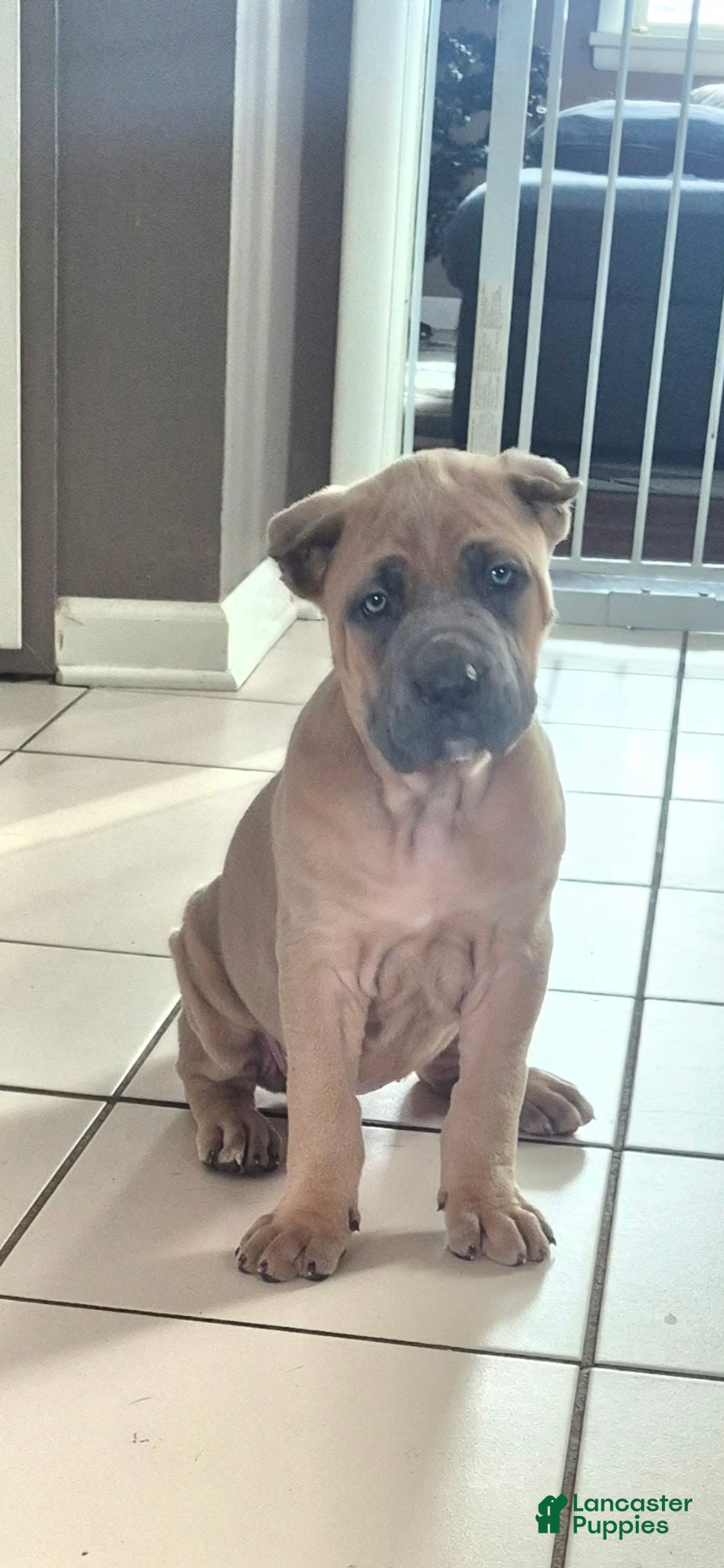 Cane Corso dogs for sale: Cane Corso Puppy 3 - Ad 1