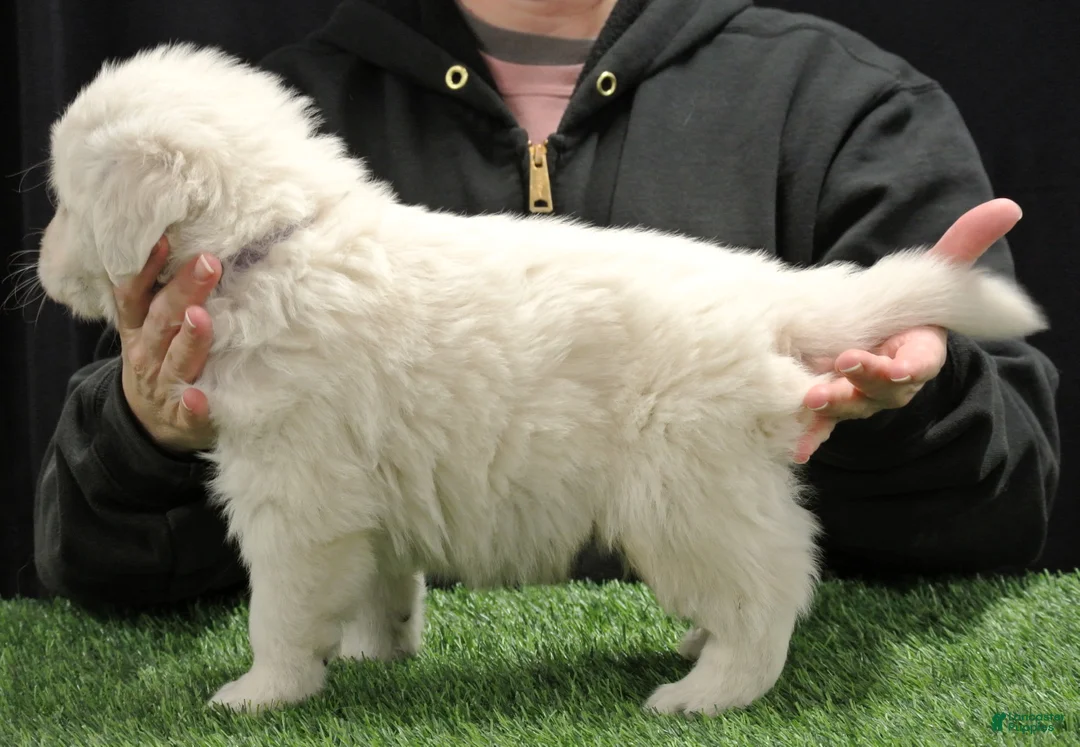 Golden Retriever dogs for sale: Ryder - Ad 2