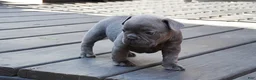 French Bulldog dogs for sale: Bentley - Ad 1