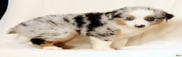 Miniature Australian Shepherd dogs for sale: Patrick - Ad 9