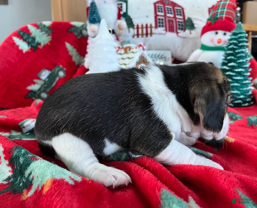 Beagle dogs for sale: Beagle Puppy 3 - Ad 10