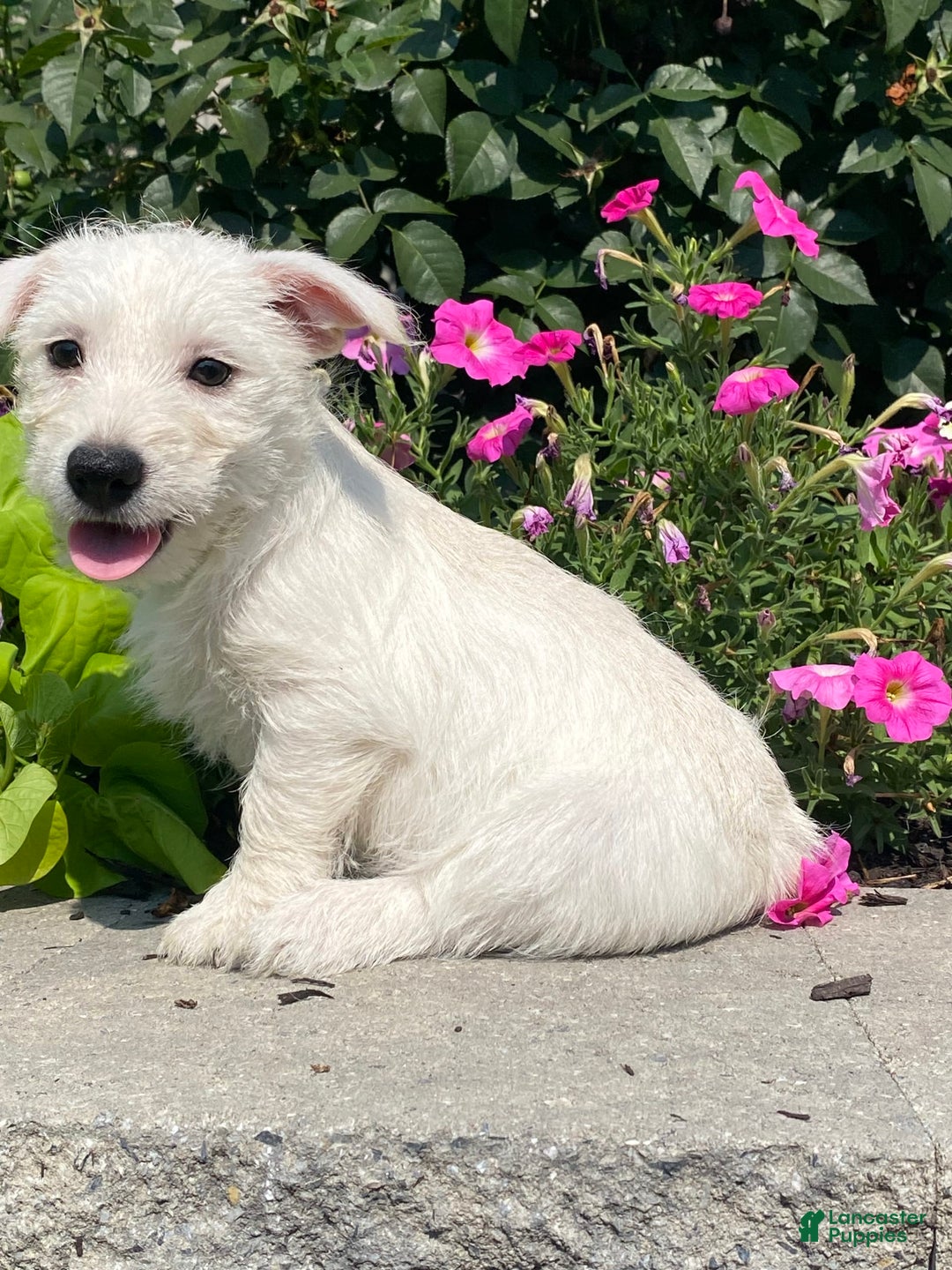 West Highland Terrier dogs for sale: Wendy - Ad 5