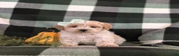 Maltipoo dogs for sale: Jozi Hypoallergenic - Ad 3