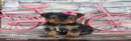 Yorkshire Terrier dogs for sale: Jane - Ad 1