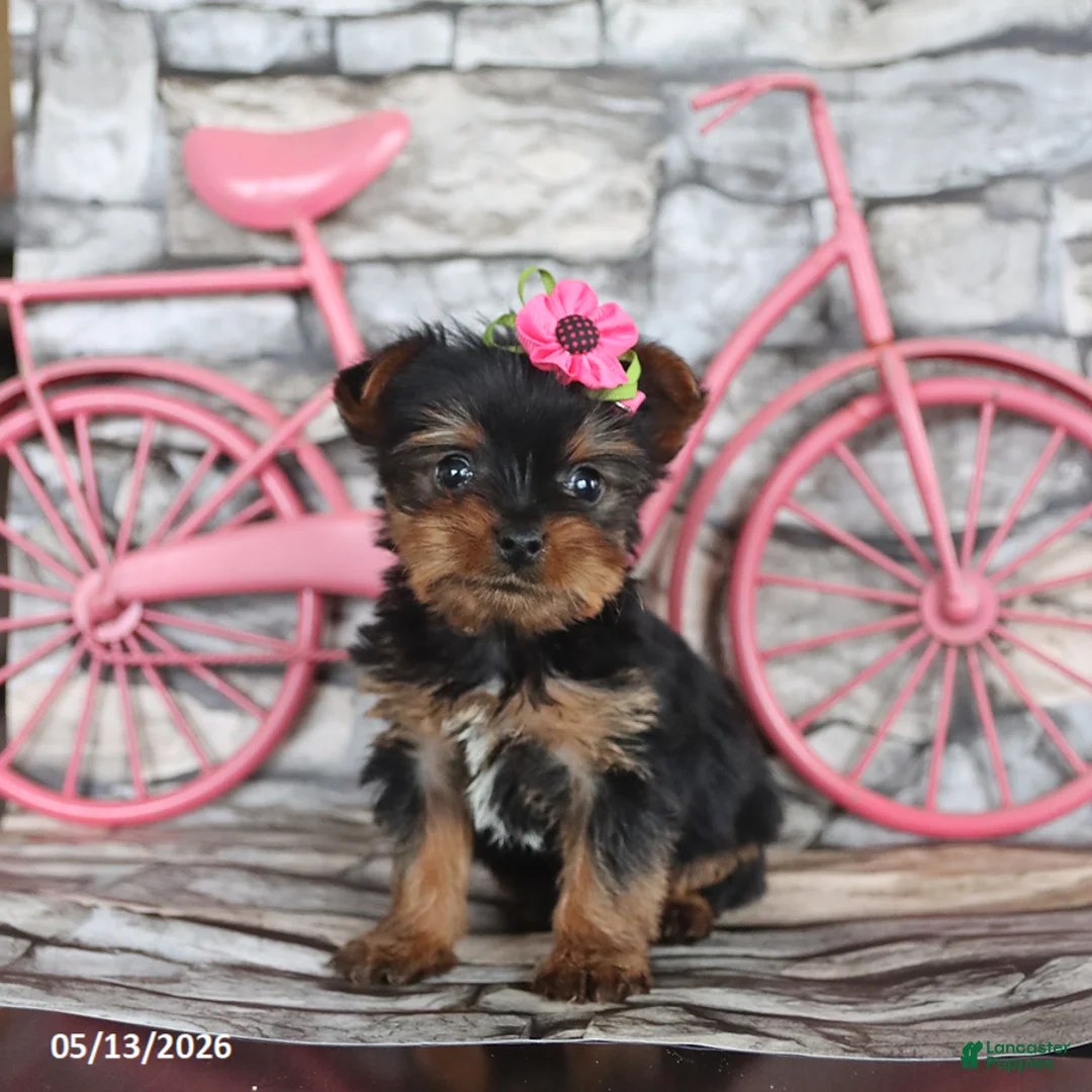 Yorkshire Terrier dogs for sale: Jane - Ad 1