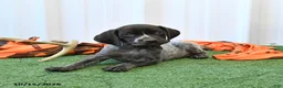 German Shorthaired Pointer dogs for sale: Libby - Ad 3