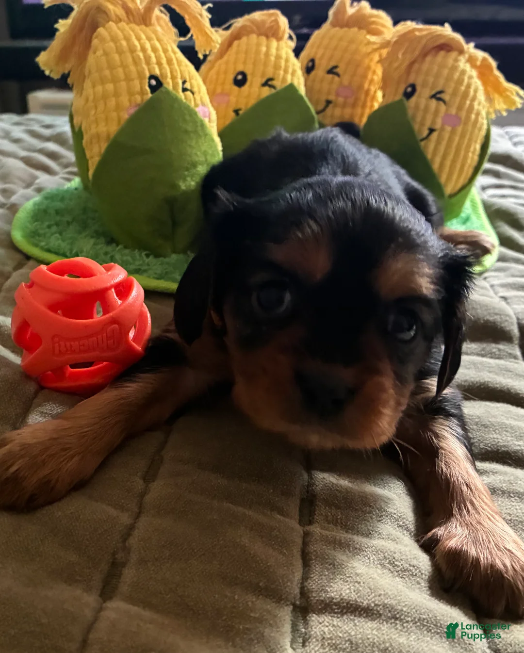 Cavalier King Charles Spaniel dogs for sale: Cavalier King Charles Spaniel Puppy 2 - Ad 1