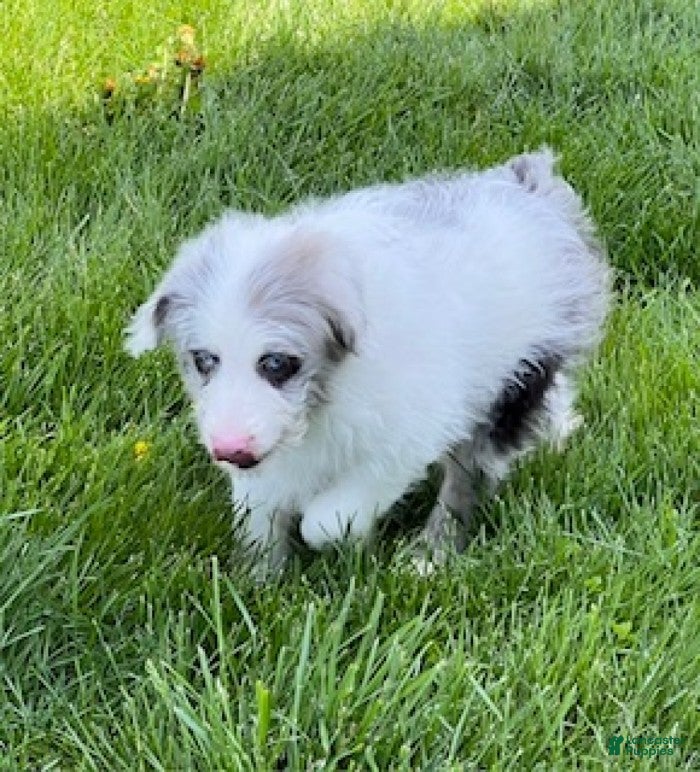 Mini Aussiedoodle dogs Simba - Ad 2