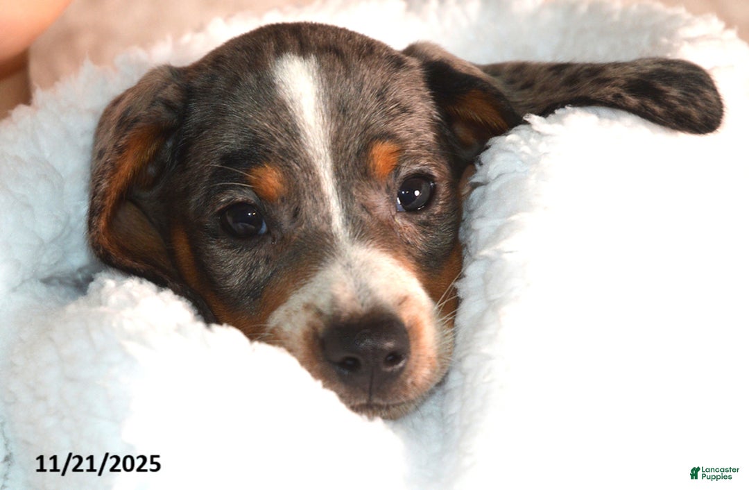 Miniature Dachshund dogs for sale: Nabisco - Ad 2