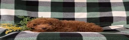 Mini Goldendoodle dogs for sale: Rueben 10 lbs full grown - Ad 5