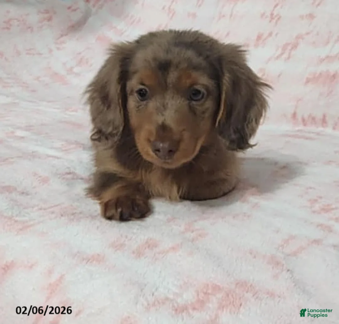 Miniature Dachshund dogs for sale: Kaylie - Ad 3