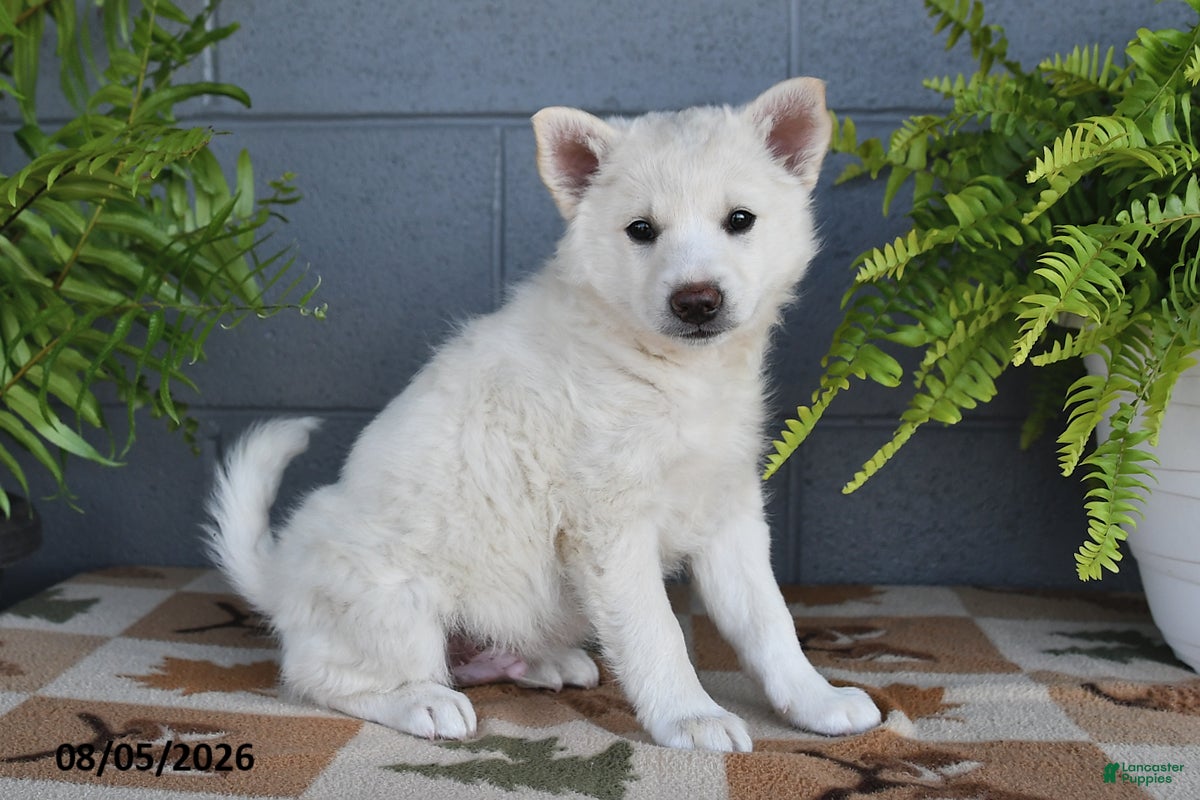 Mixed Breed dogs Frisco - Ad 1