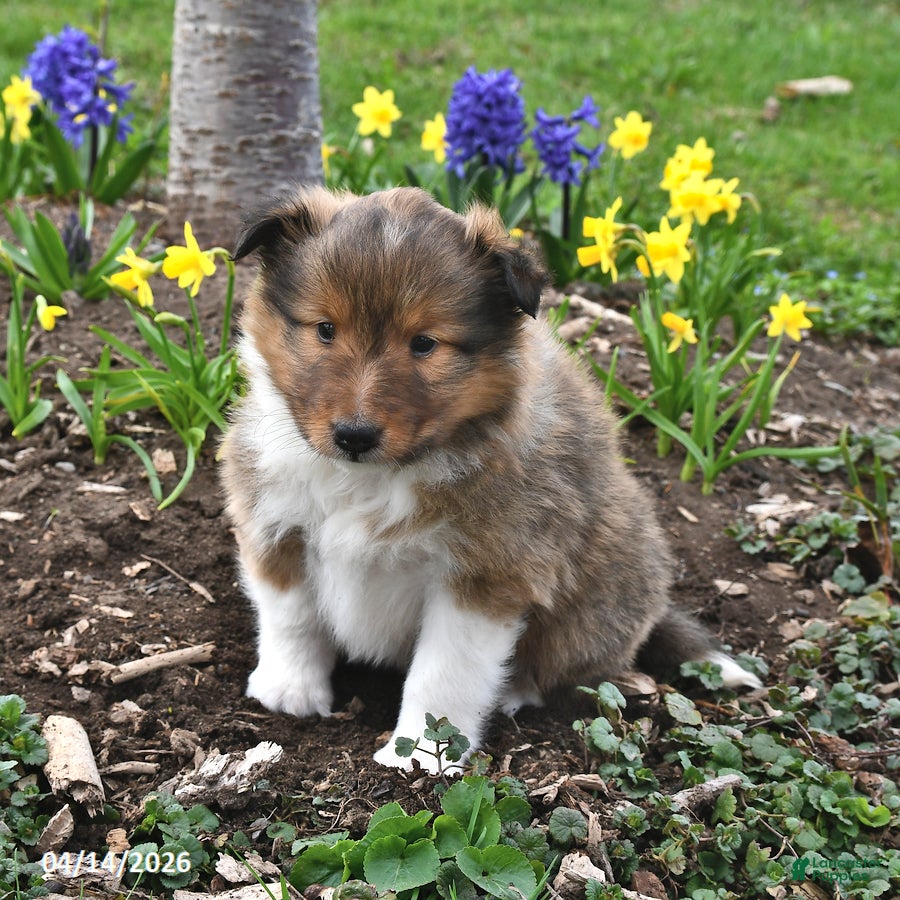 Shetland Sheepdog dogs Micah - Ad 1