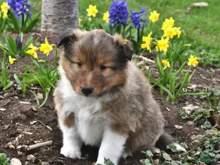 Shetland Sheepdog dogs for sale: Micah - Ad 2