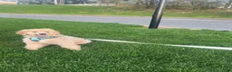 Goldendoodle dogs for sale: Milo - Ad 7