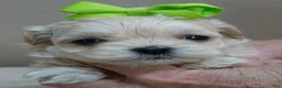 Maltipoo dogs for sale: Myles 1 lb 5 ozs - Ad 6