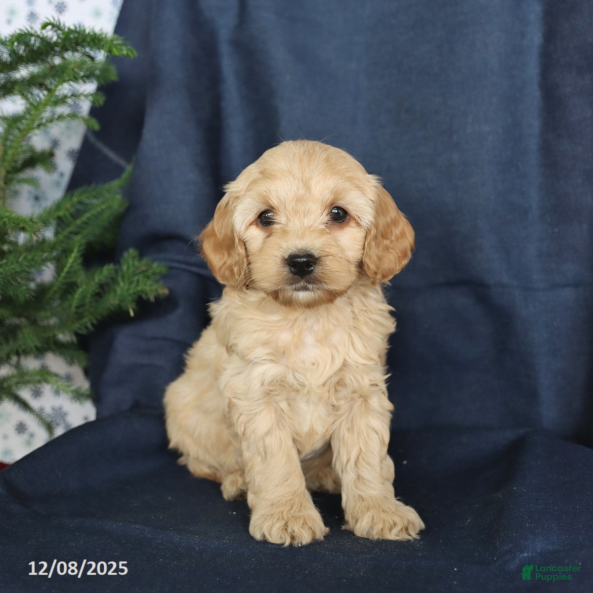 Cockapoo dogs Camper - Ad 34