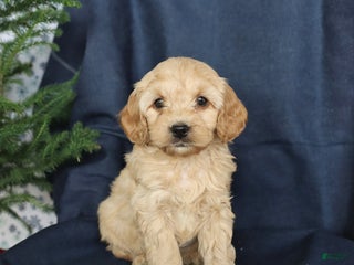 Cockapoo dogs Camper - Ad 33