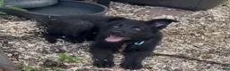 German Shepherd dogs for sale: ÚNICO  - Ad 7