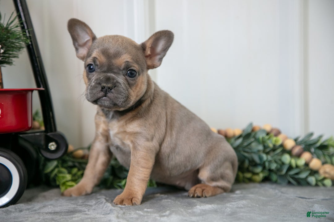 Mixed Breed dogs for sale: Maisie - Ad 1