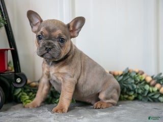 Mixed Breed dogs Maisie - Ad 17