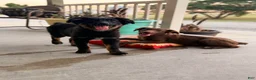 Australian Shepherd dogs for sale: Australian Shepherd 1 - Ad 3
