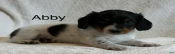 Miniature Dachshund dogs for sale: Abby - Ad 1