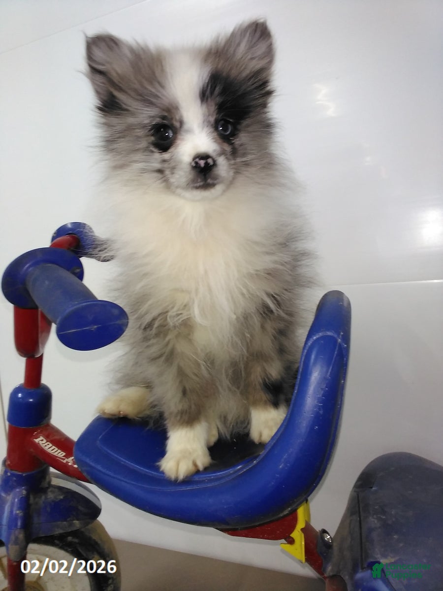 Pomeranian dogs Fletcher - Ad 13